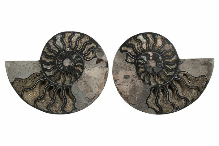 Cut & Polished Ammonite Fossil - Unusual Black Color #250516